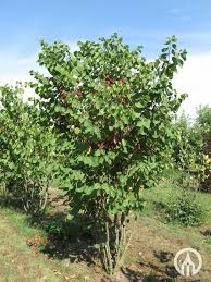 Attēlu rezultāti vaicājumam “Cercis siliquastrum”