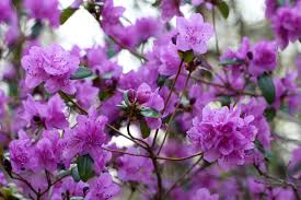 Attēlu rezultāti vaicājumam “Rhododendron sichotense”