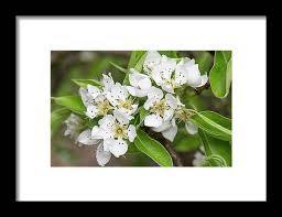 Attēlu rezultāti vaicājumam “Pyrus communis flower”