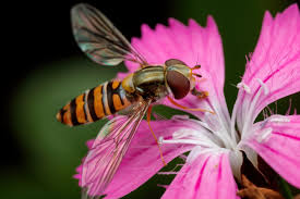 Attēlu rezultāti vaicājumam “Episyrphus balteatus”