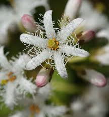 Attēlu rezultāti vaicājumam “Menyanthes trifoliata fruit”