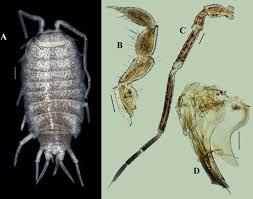 Attēlu rezultāti vaicājumam “Oniscoidea”
