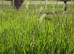 Attēlu rezultāti vaicājumam “Phalaroides arundinacea fruit”