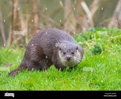 Attēlu rezultāti vaicājumam “Lutra lutra”