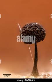 Attēlu rezultāti vaicājumam “Paradiacheopsis sp.”