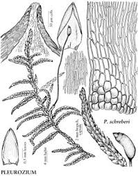 Attēlu rezultāti vaicājumam “Pleurozium schreberi sporophyte”