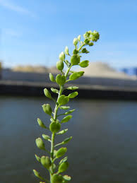 Attēlu rezultāti vaicājumam “Lepidium densiflorum”