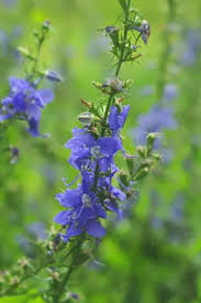 Image result for Campanula americana