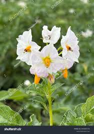 Attēlu rezultāti vaicājumam “Solanum tuberosum flower”