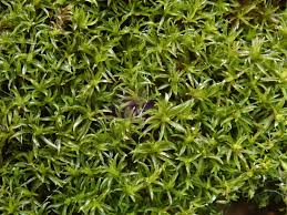 Attēlu rezultāti vaicājumam “Eucladium verticillatum”