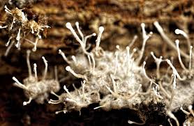 Attēlu rezultāti vaicājumam “Metatrichia floriformis macro”