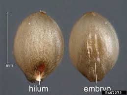 Attēlu rezultāti vaicājumam “Setaria viridis fruit”