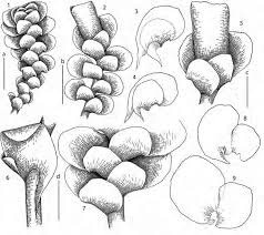 Attēlu rezultāti vaicājumam “Scapania undulata”