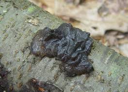 Attēlu rezultāti vaicājumam “Exidia glandulosa”