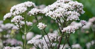 Image result for Baldrian