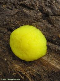 Attēlu rezultāti vaicājumam “Fuligo laevis spores”