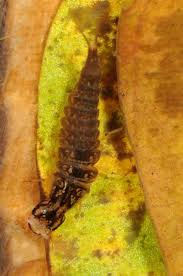 Attēlu rezultāti vaicājumam “Ilybius sp.”