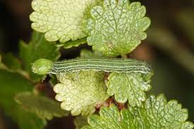 Attēlu rezultāti vaicājumam “Archiearis parthenias”