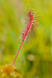 Attēlu rezultāti vaicājumam “Drosera anglica flower”