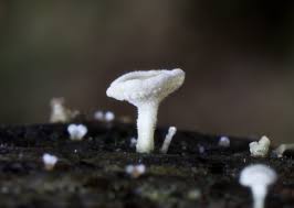 Attēlu rezultāti vaicājumam “Lachnum virgineum”