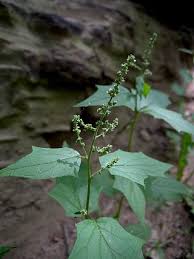 Attēlu rezultāti vaicājumam “Chenopodium acerifolium”