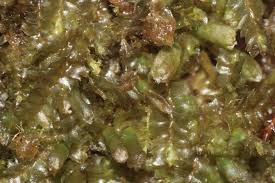 Attēlu rezultāti vaicājumam “Leiocolea collaris”