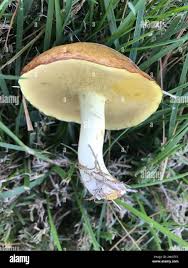 Attēlu rezultāti vaicājumam “Suillus granulatus”