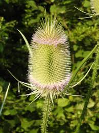 Image result for Dipsacus silvestris
