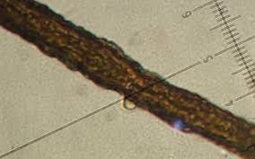 Attēlu rezultāti vaicājumam “Cystocoleus ebeneus”