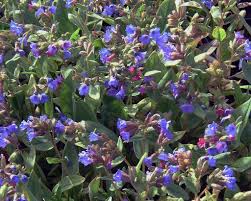 Attēlu rezultāti vaicājumam “Pulmonaria angustifolia flower”