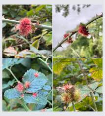 Attēlu rezultāti vaicājumam “Rhabdophaga rosaria”