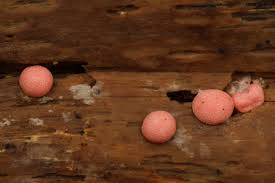 Attēlu rezultāti vaicājumam “Comatricha fragilis stalked”