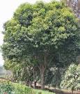File:Maulsari (<b>Mimusops</b>