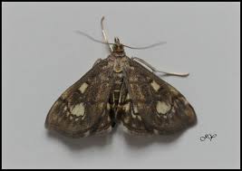 Attēlu rezultāti vaicājumam “Anania stachydalis”