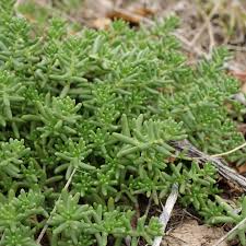 Image result for Mauerpfeffer