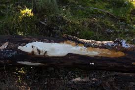 Attēlu rezultāti vaicājumam “Antrodia pulvinascens”