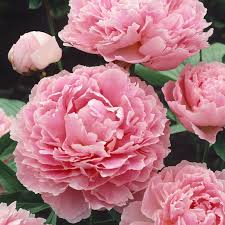 Image result for Pfingstrose