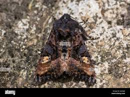 Attēlu rezultāti vaicājumam “Euplexia lucipara”