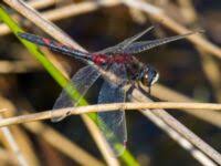 Attēlu rezultāti vaicājumam “Leucorrhinia rubicunda male”