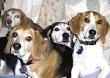 Nittany Beagle R
escue -  Happy ...