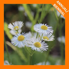 Attēlu rezultāti vaicājumam “Erigeron annuus flower”