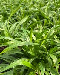 Attēlu rezultāti vaicājumam “Carex appropinquata leaf”