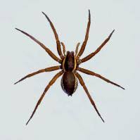 Attēlu rezultāti vaicājumam “Pisauridae”