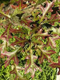 Attēlu rezultāti vaicājumam “Quercus”