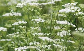 Image result for Kerbel