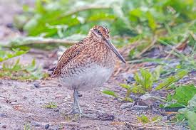 Attēlu rezultāti vaicājumam “Gallinago gallinago”