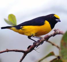 Attēlu rezultāti vaicājumam “Fringillidae”