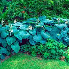 Image result for Hosta sieboldiana 'Elegans'
