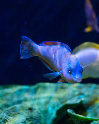 Image result for Scarus psittacus