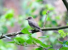 Attēlu rezultāti vaicājumam “Muscicapa striata adult”
